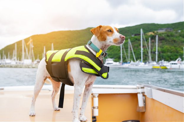 Small dog with life vest on board of a boat. Boat Safety Requirements NSW – New South Wales – Australia