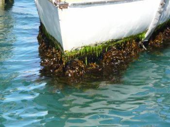 Front view of heavy fouling