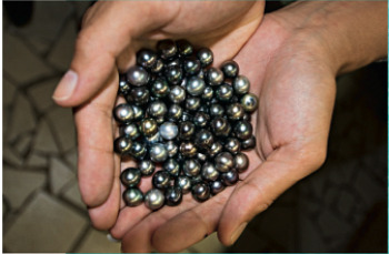 Tahitian Black Pearls